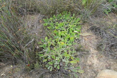 Arctotis bellidifolia