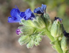 Anchusa capensis