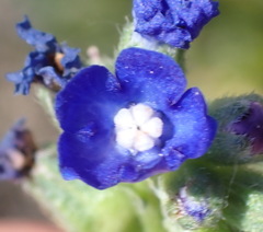 Anchusa capensis