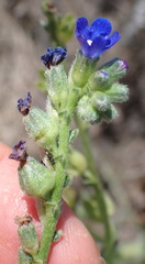 Anchusa capensis
