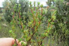 Cliffortia teretifolia
