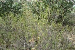 Cliffortia teretifolia