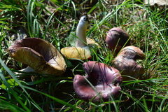 Russula atropurpurea