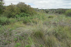 Bobartia