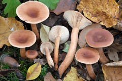 Lactarius decipiens