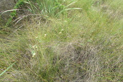 Gnidia oppositifolia