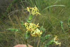 Gnidia oppositifolia