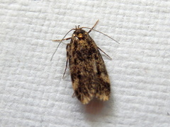 Barea codrella