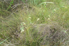 Gnidia oppositifolia