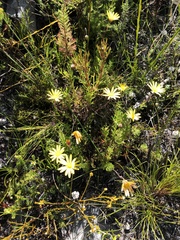 Ursinia dentata