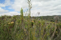 Stilbe albiflora