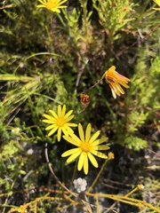 Ursinia dentata