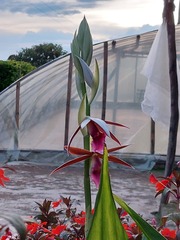 Phaius