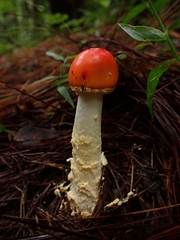 Amanita muscaria flavivolvata