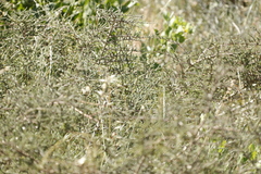 Aspalathus hispida hispida