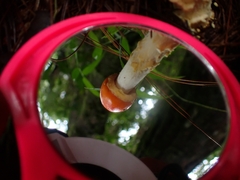 Amanita muscaria flavivolvata