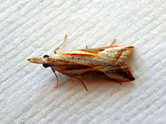 Arotrophora arcuatalis