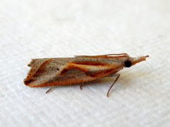 Arotrophora arcuatalis