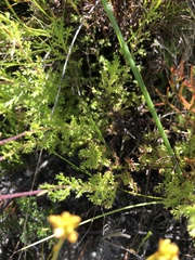 Ursinia dentata