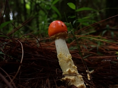 Amanita muscaria flavivolvata