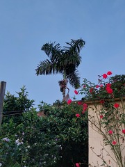 Arecaceae
