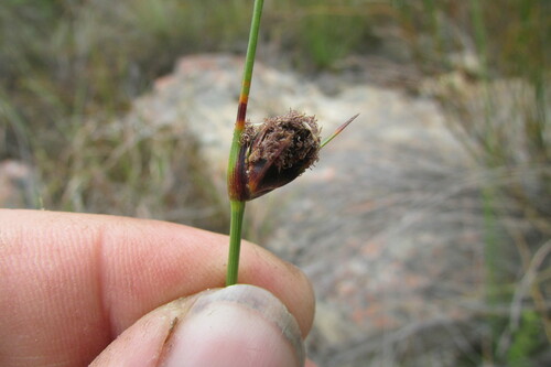Image of Ficinia indica by (c) James Deacon, some rights reserved (CC BY-SA)