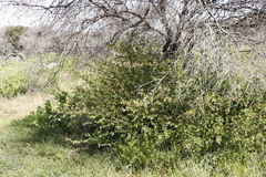 Anisodontea scabrosa
