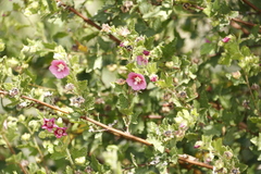 Anisodontea scabrosa
