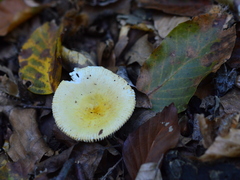 Russula solaris