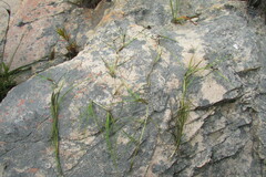 Isolepis striata