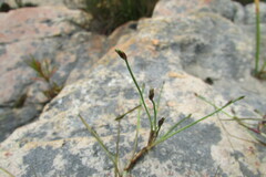 Isolepis striata