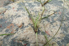 Isolepis striata