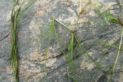 Isolepis striata