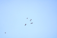 Patagioenas fasciata