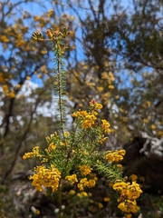 Dillwynia elegans
