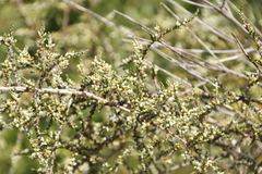 Aspalathus hispida hispida