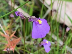 Utricularia barkeri
