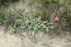 Arctotis bellidifolia