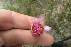Arctotis bellidifolia