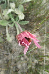 Arctotis bellidifolia