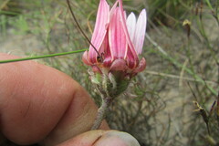 Arctotis bellidifolia