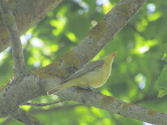Hippolais icterina