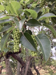 Phytolacca dioica