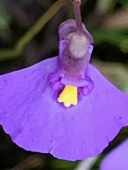 Utricularia barkeri