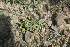 Euphorbia tuberosa