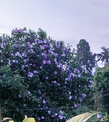 Andesanthus lepidotus