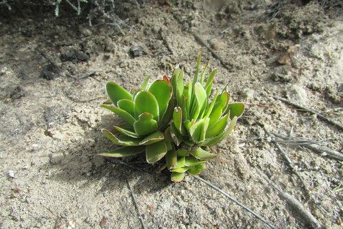 Crassula fallax