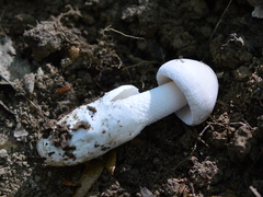 Amanita argentea