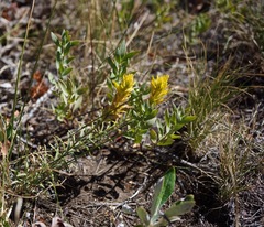 Castilleja flava