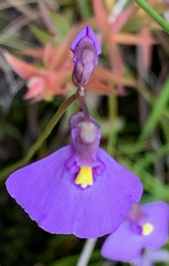 Utricularia barkeri